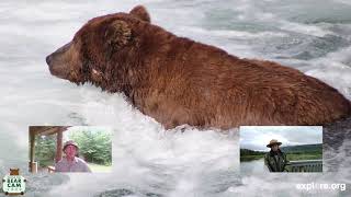 Brown Bear Fishing Styles | Live Chat with Mike and Naomi