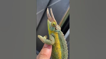 Jacksons Chameleon! #chameleons
