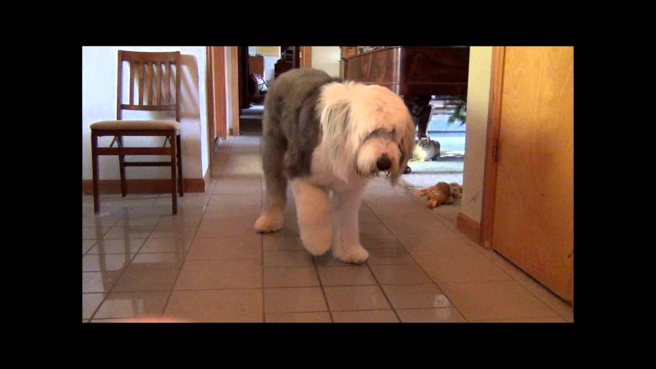 Tap Dancing Dog YouTube