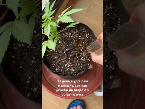 Red gorilla girl xl auto 33 день, солнца нет, уезжаю на неделю поэтому надо хорошо пролить #growweed