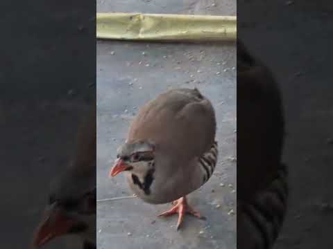 Alectoris Chukar Feeding