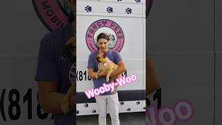Pamper your pup with Fancy Pets Mobile Grooming text (818)581-6151 #dogs #mobiledoggrooming