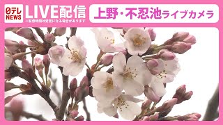 【お花見ライブ】桜の様子はー  上野・不忍池 ライブカメラ Cherry blossoms at Shinobazu pond in Ueno, eastern Japan（日テレNEWS LIVE）