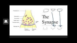 PSY 101 (Biopsychology)