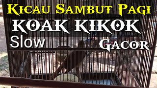 koak Kikok gacor slow di pagi hari