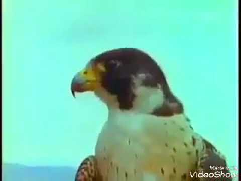قاسم محمد حاير بلفهام وشلون ينصادون