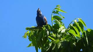 Blue Grosbeak singing 🥰