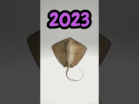 2023 Stingray vs