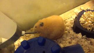 Thirsty hamster