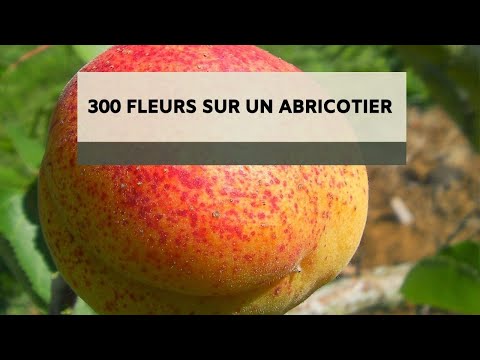 Vidéo: L'abricotier ne fleurira pas - Comment obtenir des fleurs sur l'abricotier