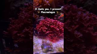 Saltwater has plants too… kind of 🌿 #fyp #reeftank #aquarium #plantedtank #macroalgae #coralreef