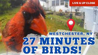 27 Minutes of Bird Paradise 🐦 Tons of Cardinals, House Finches, Woodpeckers | Peaceful Vibes