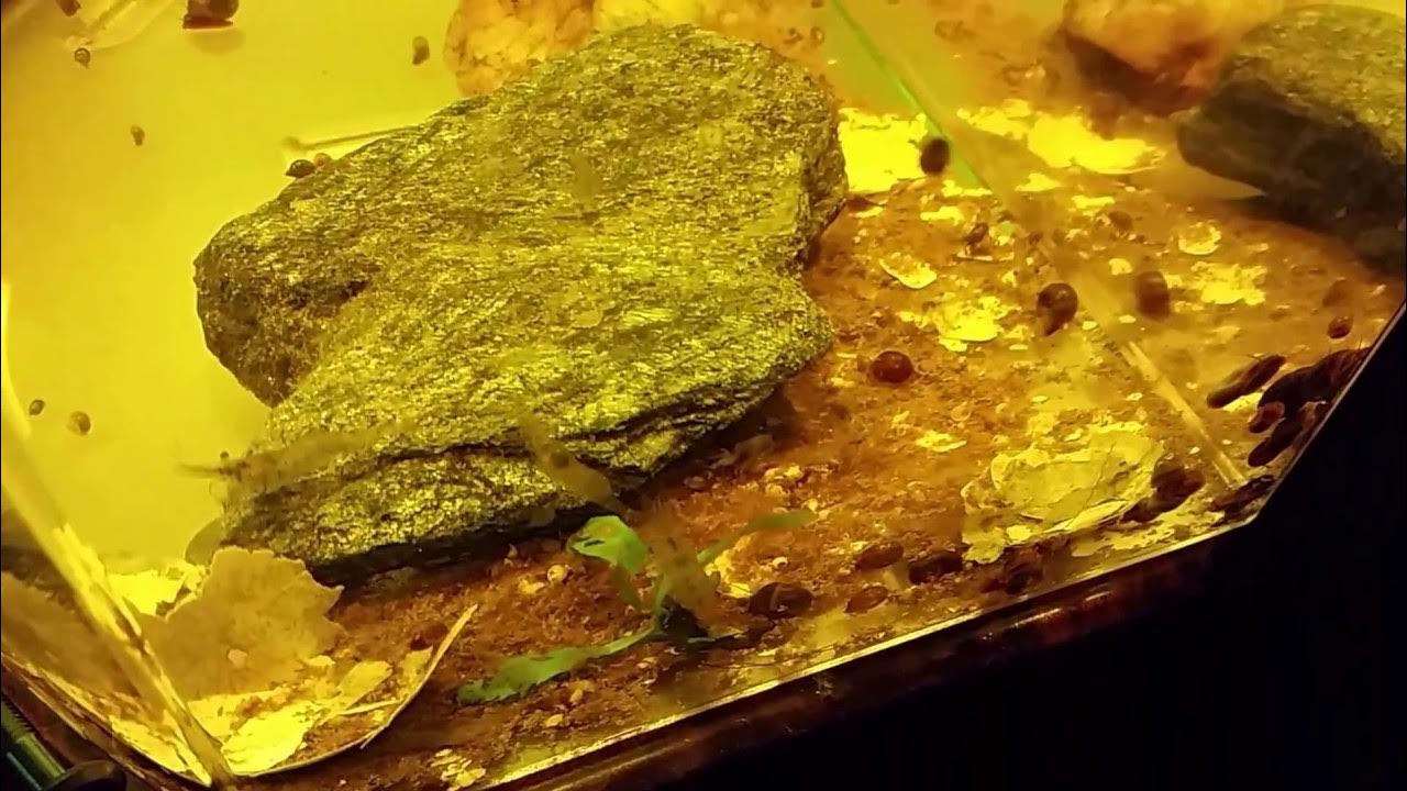 How I Breed Snails For My Figure 8 Puffer YouTube