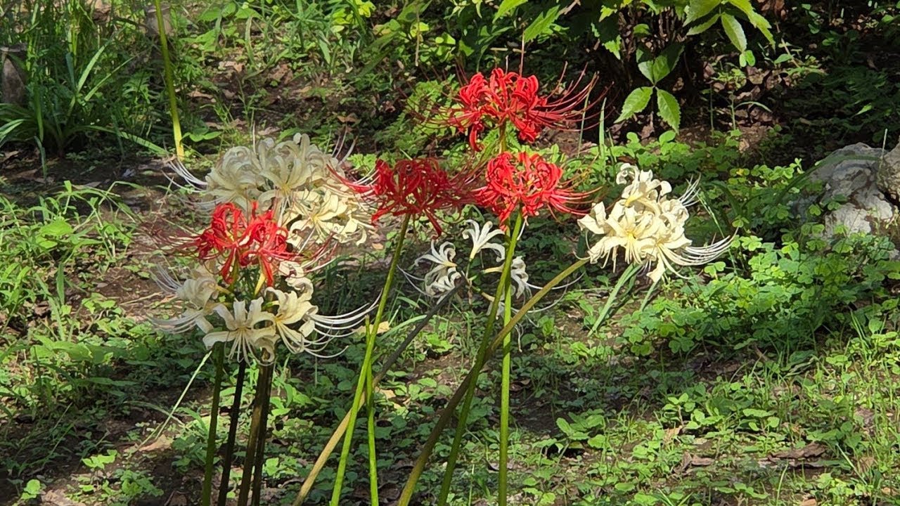 Walking around Kamakura in Japan