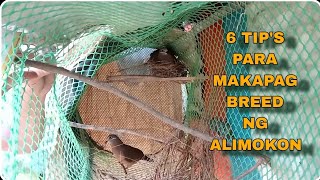 Tutorial kong paano mag breed ng alimokon (white eared brown dove)