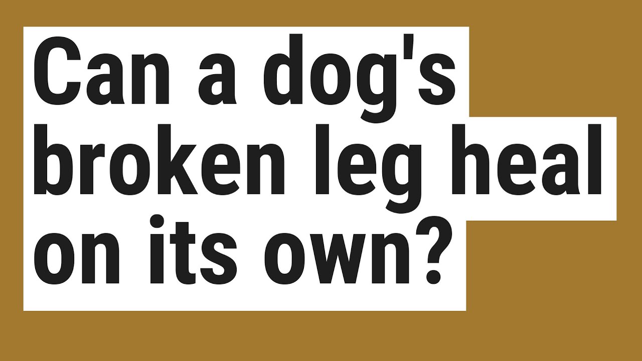 Can A Dog'S Broken Leg Heal On Its Own?