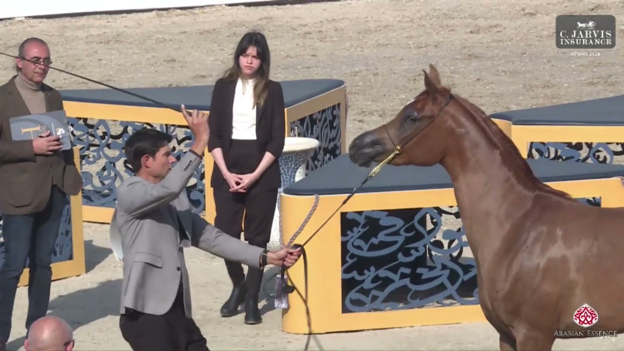 N 164 TS Sultana Halima   KPAHS Purebred AH Festival 2024   Fillies 3 Years Old Section B Class 3B
