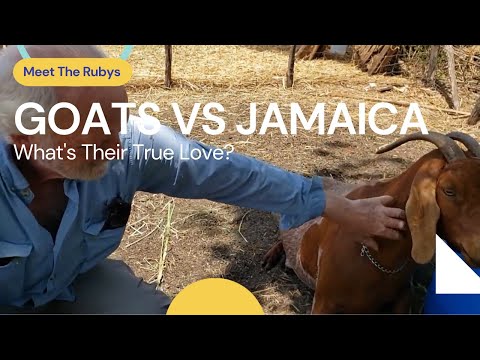GOATS VS JAMAICA - What's Their True Love? | #TheGoatFarm