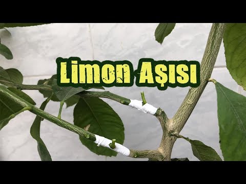 Video: Feronia Limon Veya Ağaç Elma