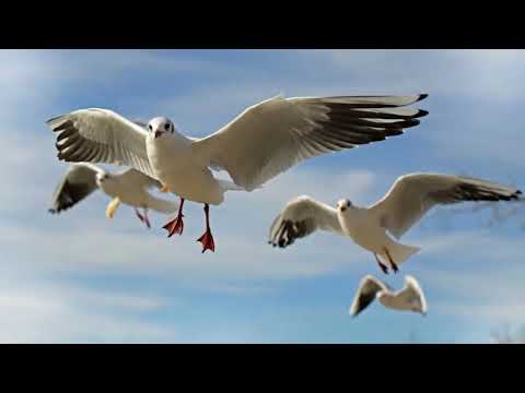 Duminica a doua de peste an