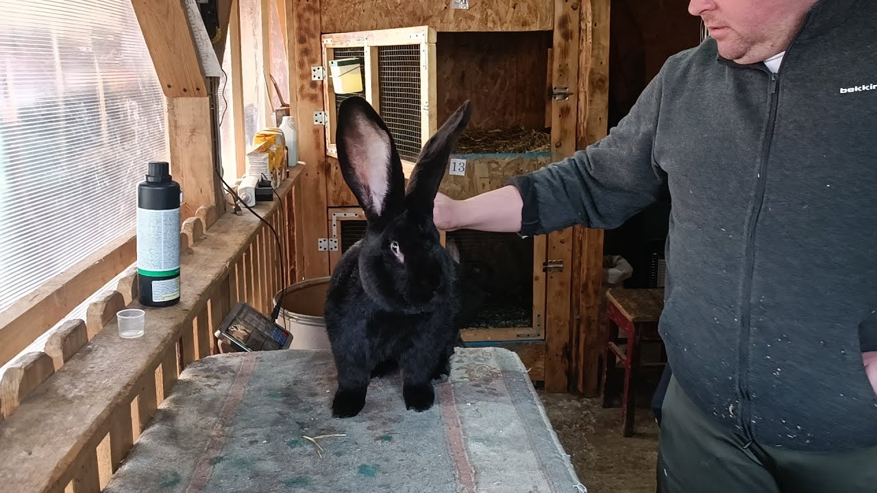 Uriaș german negru calitate superioara