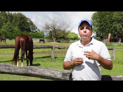 Vídeo: Desvantagem de possuir um cavalo