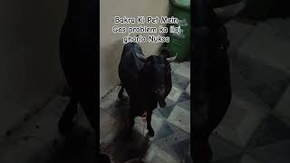 Bakra Ko Gas problem ka ilaj sirf 5 Minute hoga gas khatam is video mein hai ilaj #bakra #goat