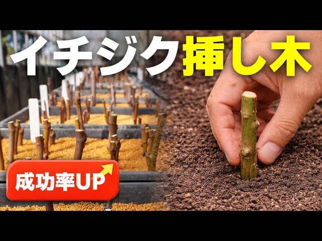How to grow figs by cuttings] A horticultural farmer demonstrates