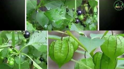 Công dụng của cây tầm bóp và sự nhâ`m lẫn ng-uy hiê