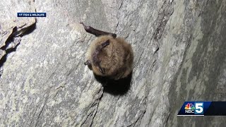 Biologists share safety tips for bats and residents during international Bat Week