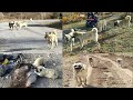 #yabancıköpekler YABANCI KÖPEKLER!! KÖPEKLERİMİZ 30 KM KOŞTU