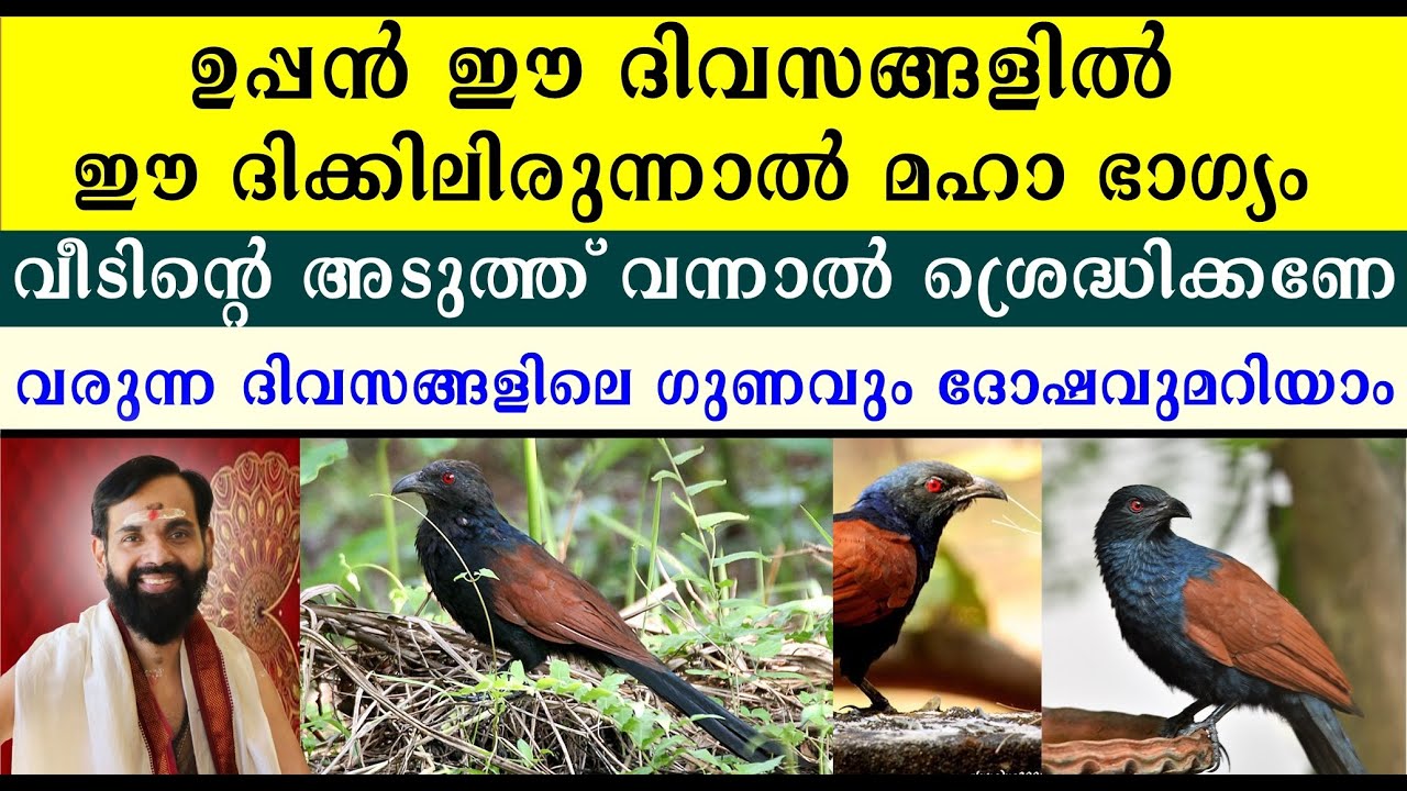 ഉപ്പൻ ഈ ദിവസങ്ങളിൽ വീടിന്റെ അടുത്ത് വന്നാൽ ശ്രെദ്ധിക്കണേ വരുന്ന ദിവസങ്ങളിലെ ഗുണവും ദോഷവുമറിയാം UPPAN