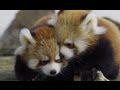 はじめましてレッサーパンダの赤ちゃん~Red Panda Baby debut