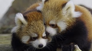 はじめましてレッサーパンダの赤ちゃん~Red Panda Baby debut - YouTube