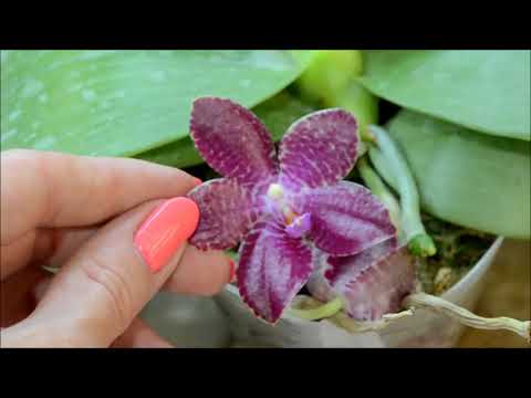 Фаленопсисы цветут. Оранжерея