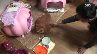 20131124 TV동물농장 (다시보기) #2(4)
