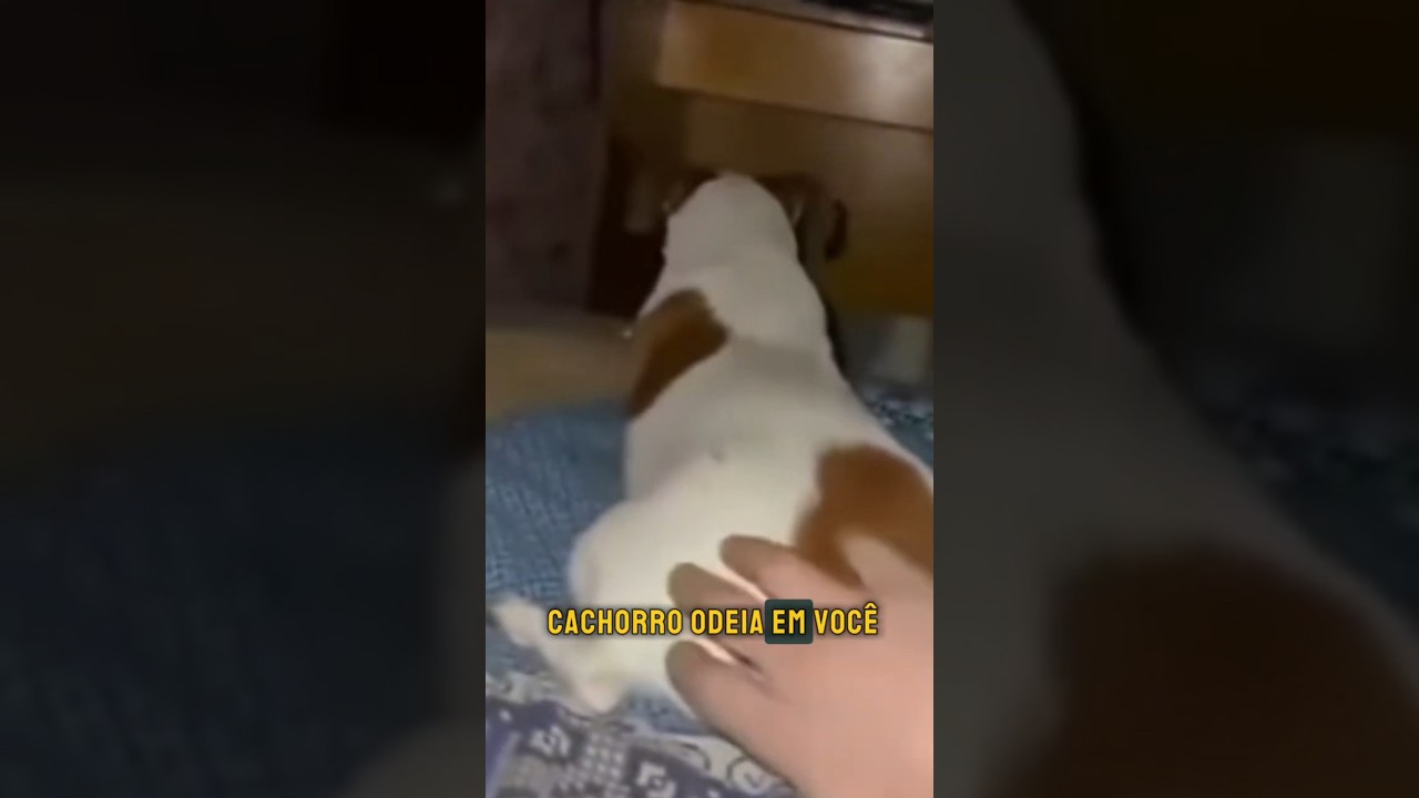 Coisa que seu cachorro odeia que você faz🐶😡 