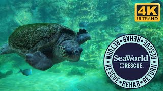 SeaWorld Rescue Manatees and Sea Turtles Orlando 2023 4K Video