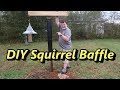 DIY Squirrel baffle - Bird Feeding Station with cute kitten