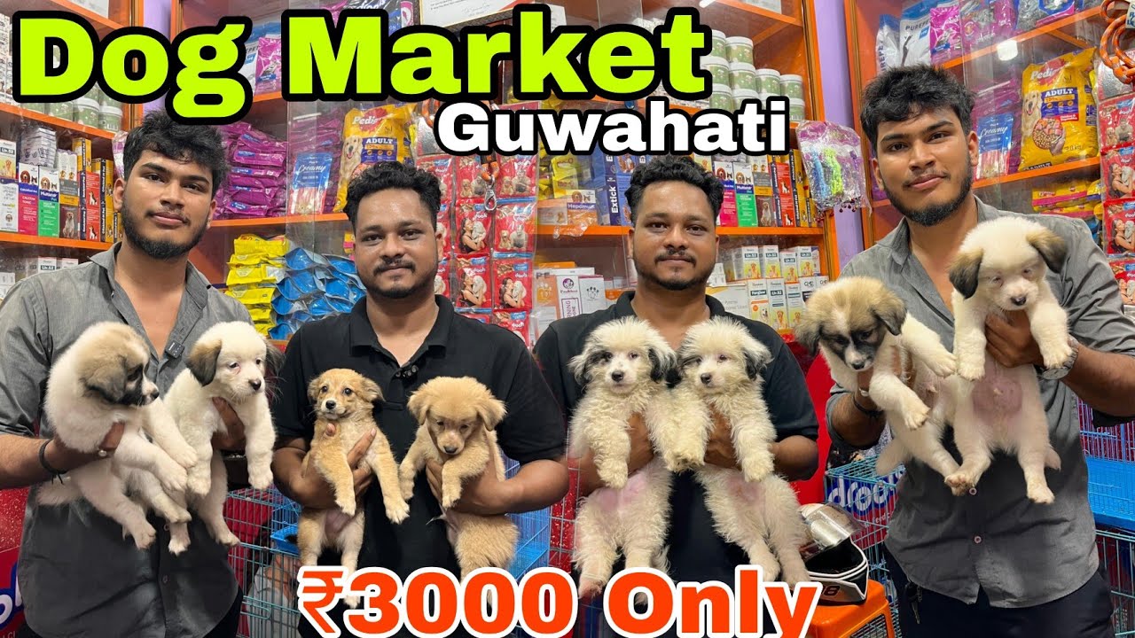 Pet Shop Guwahati Cheapest Pet Market Guwahati Dog Market Guwahati pet-shop-guwahati-cheapest-pet-market-guwahati-dog-market-guwahati