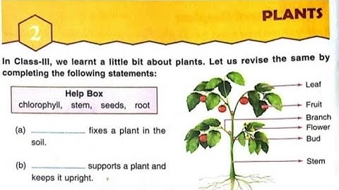 ||DAV Class 4 Science Ch-2 Plants Full Explanation||DAV Class 4||Collection Of Study||