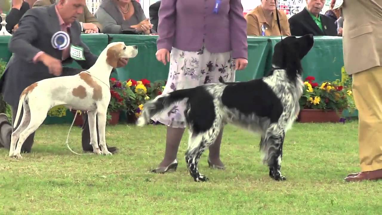 Выставка собак Windsor Championship 2012 Gundog group