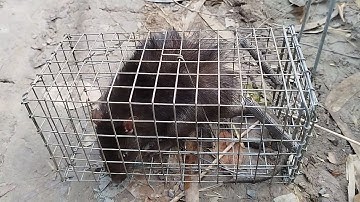 Lần đầu tiên đặt bẫy chuột bụi rậm không có đường mòn và cái kết đáng nhớ 