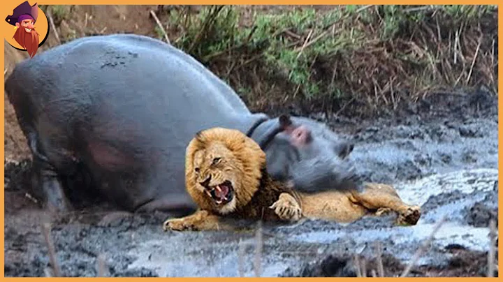 12 Times Hippos Attacked Their Enemies - DayDayNews