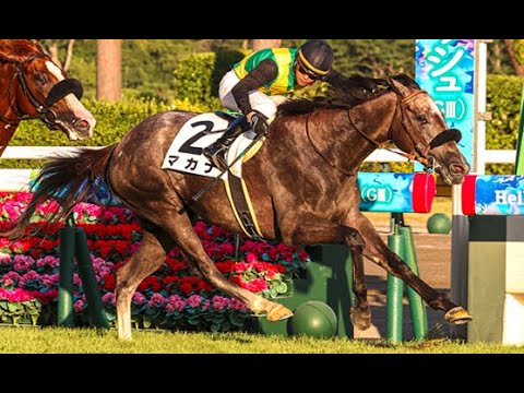 競馬メーンレースの勝ち馬は最終レースでわかる入手困難品クーポン限定ポイント殺菌済 ハッピーダンス 牝4歳 ※中央競馬 登録抹消 | サラブレッド