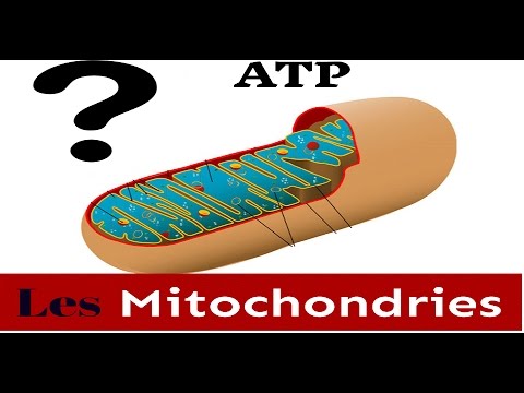 Vidéo: Quelles sont les trois fonctions des mitochondries ?
