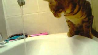 Chat Bengal Fcrumble Du Bout De Bonheur Qui Boit