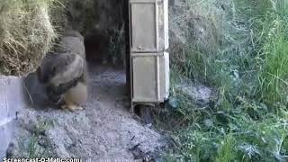 Eagle Owl, Dof, Denmark 2018-06-01