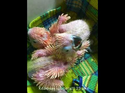 Птенцы молуккского какаду от яйца до месяца( Baby birds of a cacatua moluccensis from egg about one