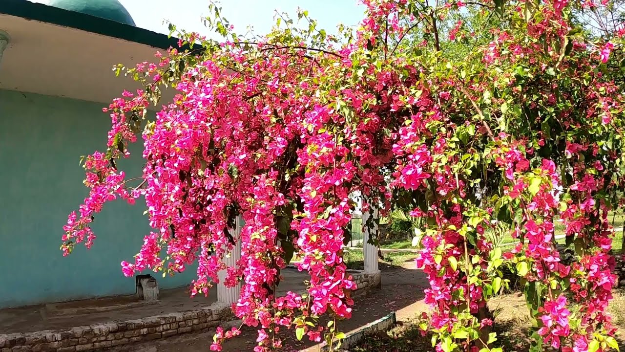 LALAZAR TULSA ROAD -Lalazar Rawalpindi cantt-Tulsa Gao, Dab House Sher Zaman Lalazar Rawalpindi